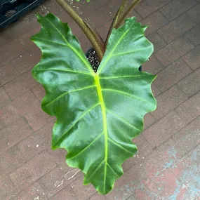 Alocasia Golden Dragon