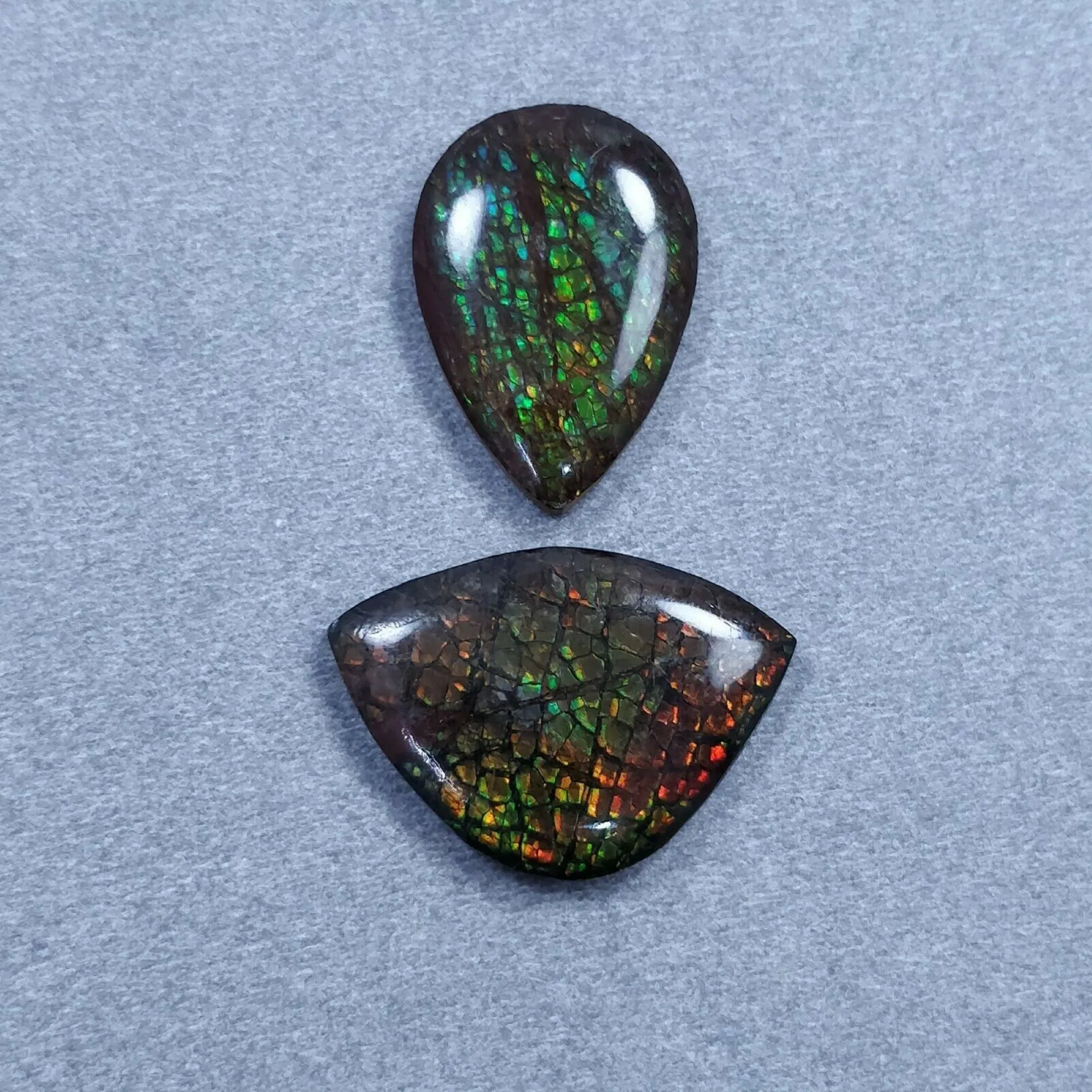 AMMOLITE Gemstone Cabochon : Natural Fossilized Shell Bi-Color Ammolite Uneven Shape Cabochon 17.5*25mm -  22*16mm 1pc