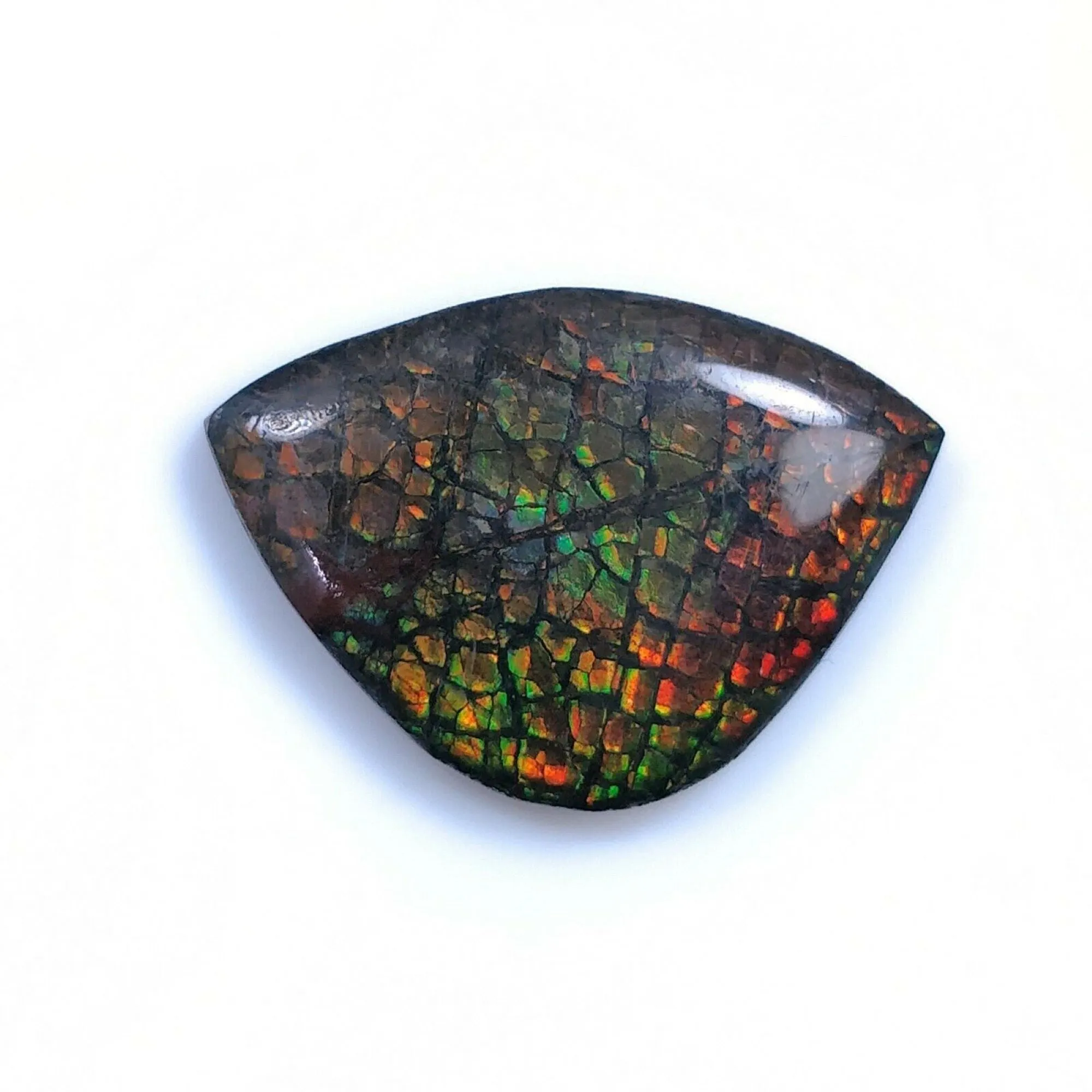 AMMOLITE Gemstone Cabochon : Natural Fossilized Shell Bi-Color Ammolite Uneven Shape Cabochon 17.5*25mm -  22*16mm 1pc