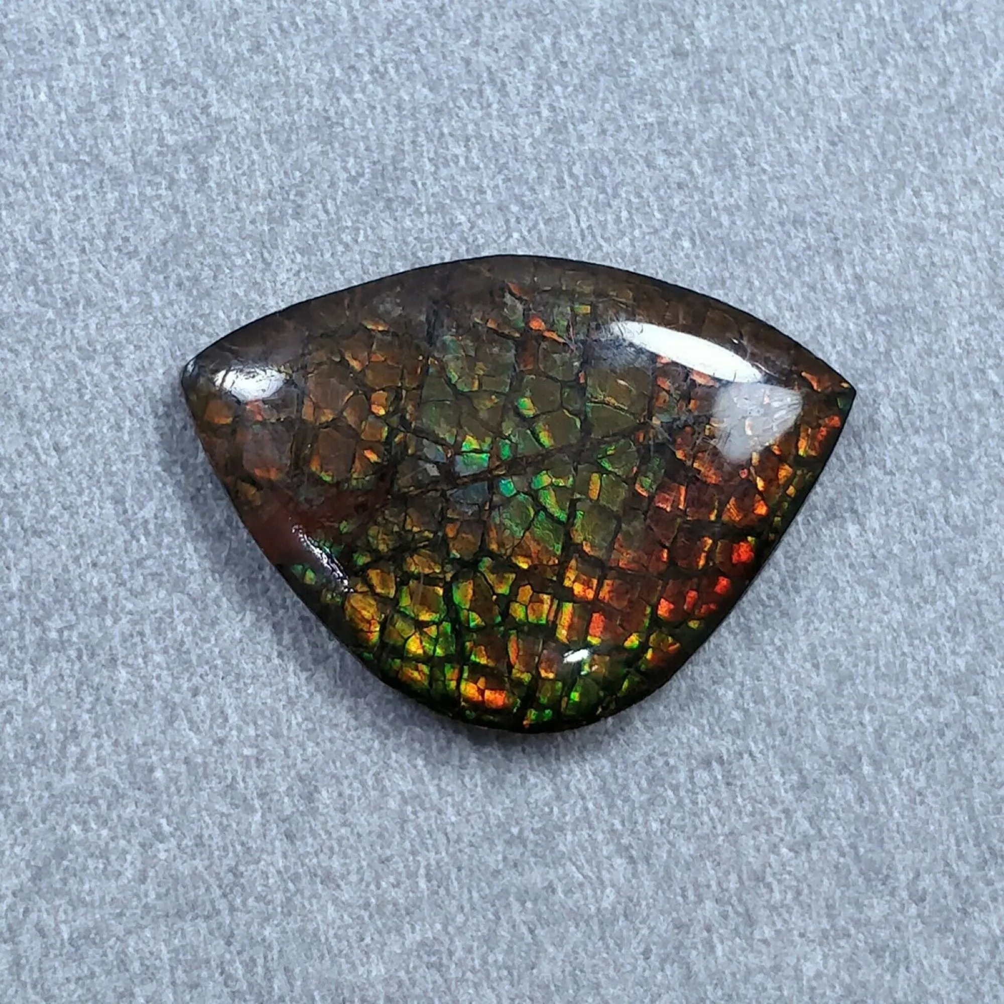 AMMOLITE Gemstone Cabochon : Natural Fossilized Shell Bi-Color Ammolite Uneven Shape Cabochon 17.5*25mm -  22*16mm 1pc