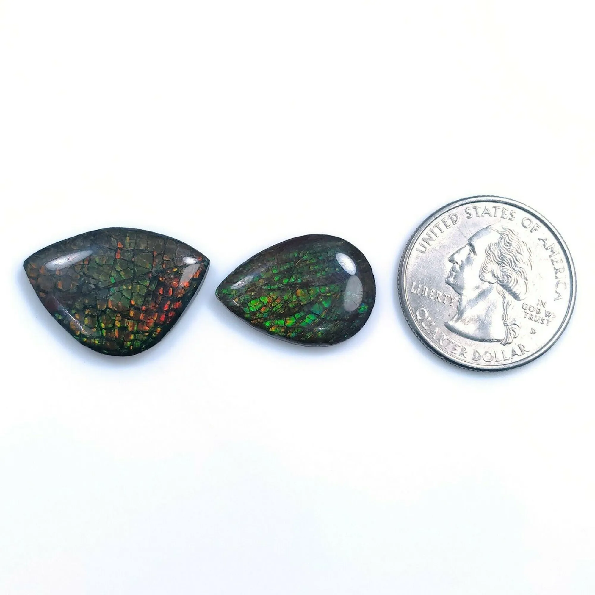 AMMOLITE Gemstone Cabochon : Natural Fossilized Shell Bi-Color Ammolite Uneven Shape Cabochon 17.5*25mm -  22*16mm 1pc