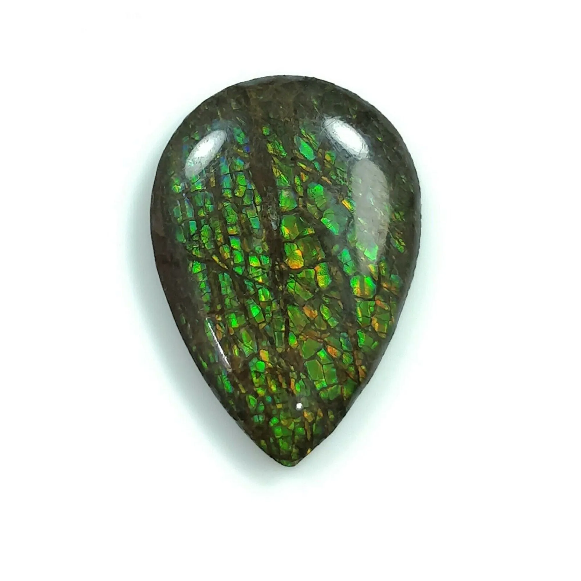 AMMOLITE Gemstone Cabochon : Natural Fossilized Shell Bi-Color Ammolite Uneven Shape Cabochon 17.5*25mm -  22*16mm 1pc