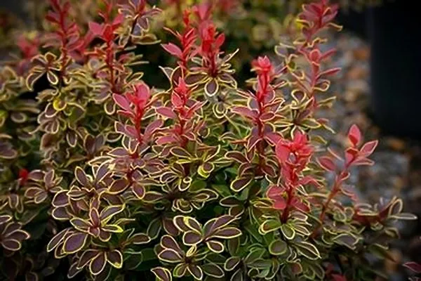 Barberry Shrub Admiration 3g